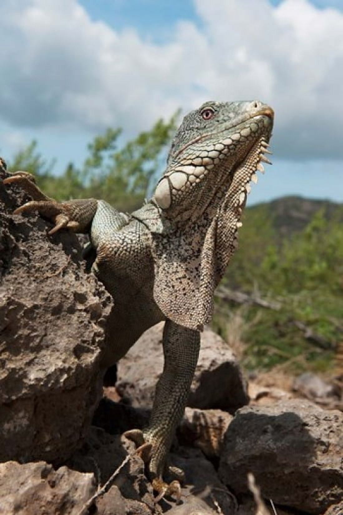 Green Iguana lizard Slagbaai NP Netherlands Antilles Canvas Art - Pete Oxford DanitaDelimont (12 x 17)