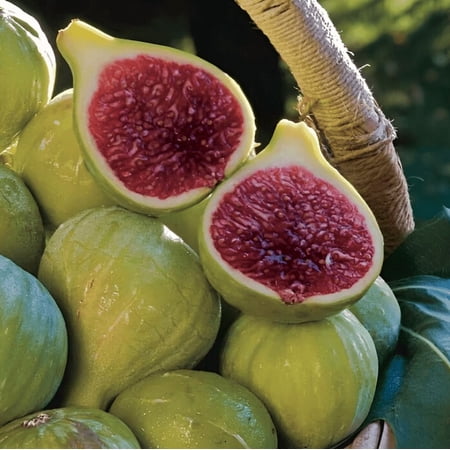 Green Ischia Fig Live Tree, 4-7 Inch Tall Cold Hardy Fruit Plant, Easy Care Edible Fig Starter for Outdoor Gardens, Patio Containers & Backyard Orchards