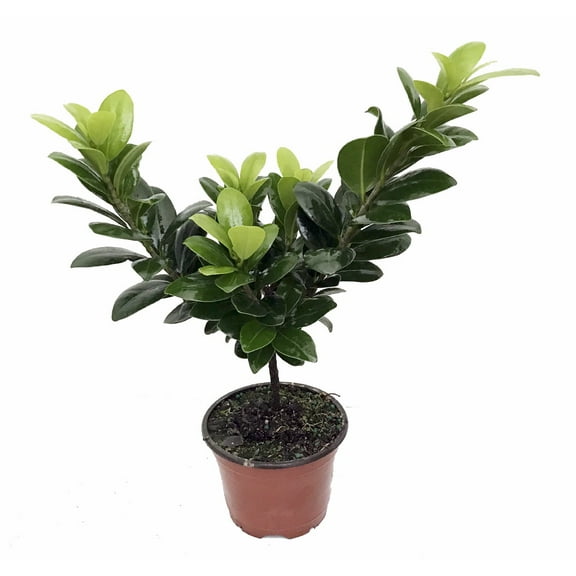Green Island Weeping Fig Tree - Ficus - 4" Pot