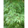 thumbnail image 1 of Green Japanese Maple 2-3' in Height in an ABP Container, 1 of 1