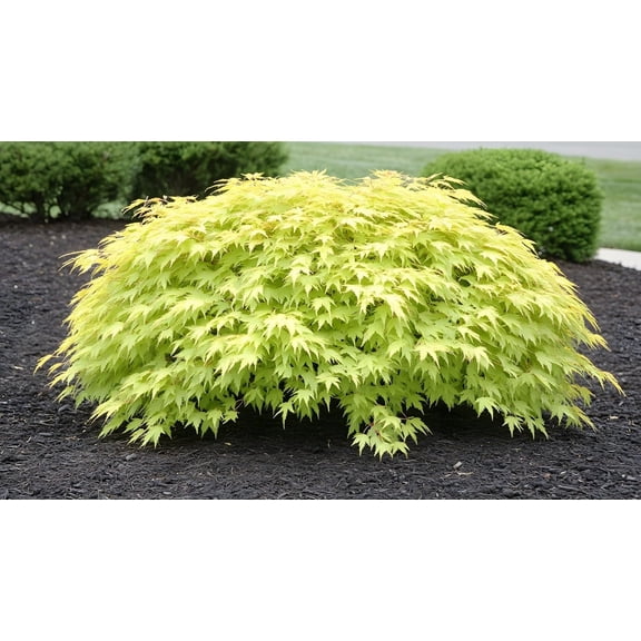 Green Japanese Maple Bonsai Tree Seedling for Planting - Approx 12-18 Inches Tall - Ready to Train, No Pot Included - Grow Indoor or Outdoor