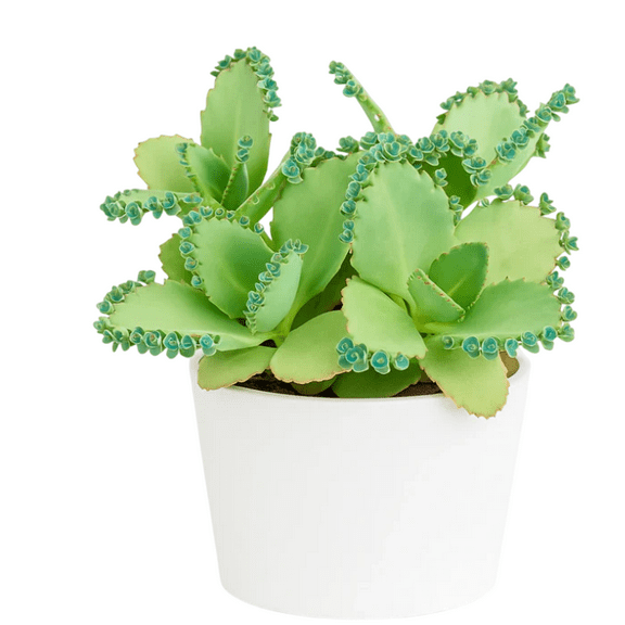 Green Kalanchoe Mother Of Thousands Plant Kalanchoe Daigremontiana Mexican Hat Small Plant 2 Inch Pot