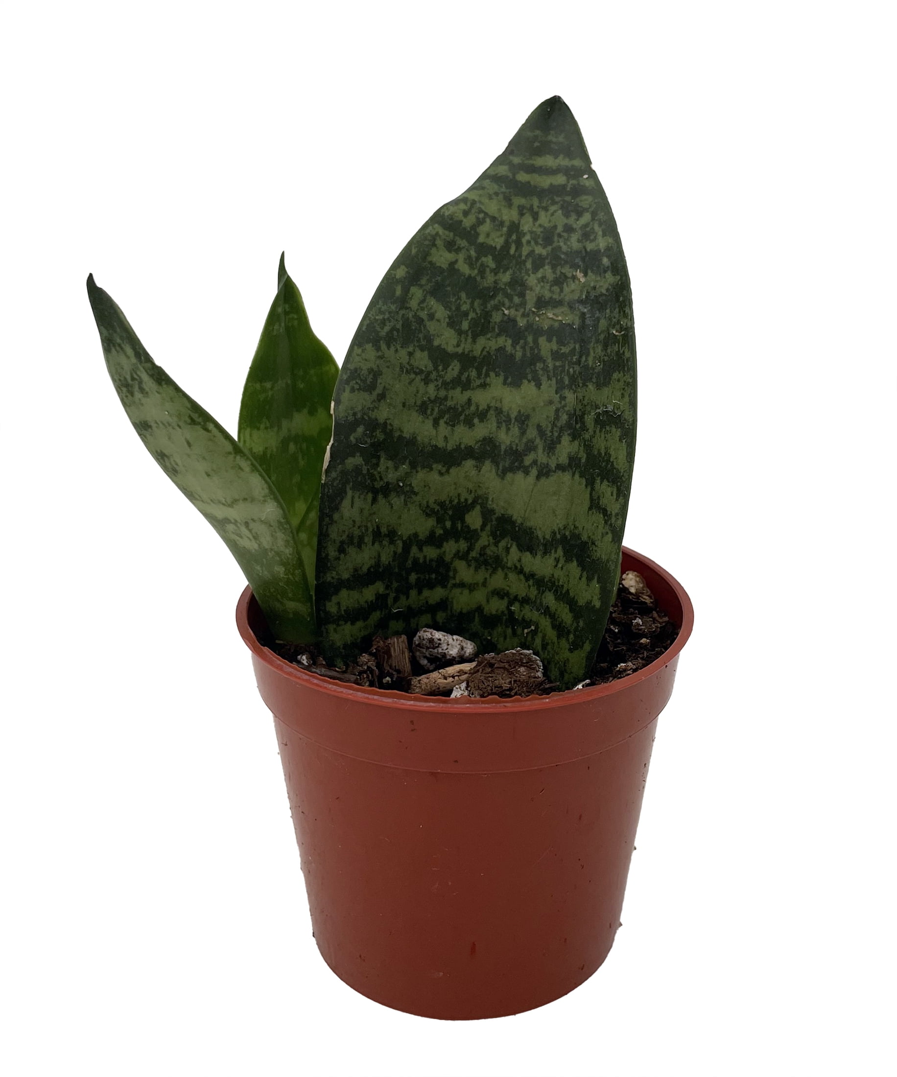 Green Koi Fin Sansevieria - Snake Plant - 2.5" Pot