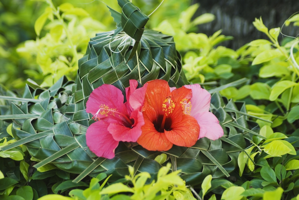 Green Lauhala Hat With Red And Pink Hibiscus Flowers Canvas Art - Himani Smeaton Design Pics (18 x 12)