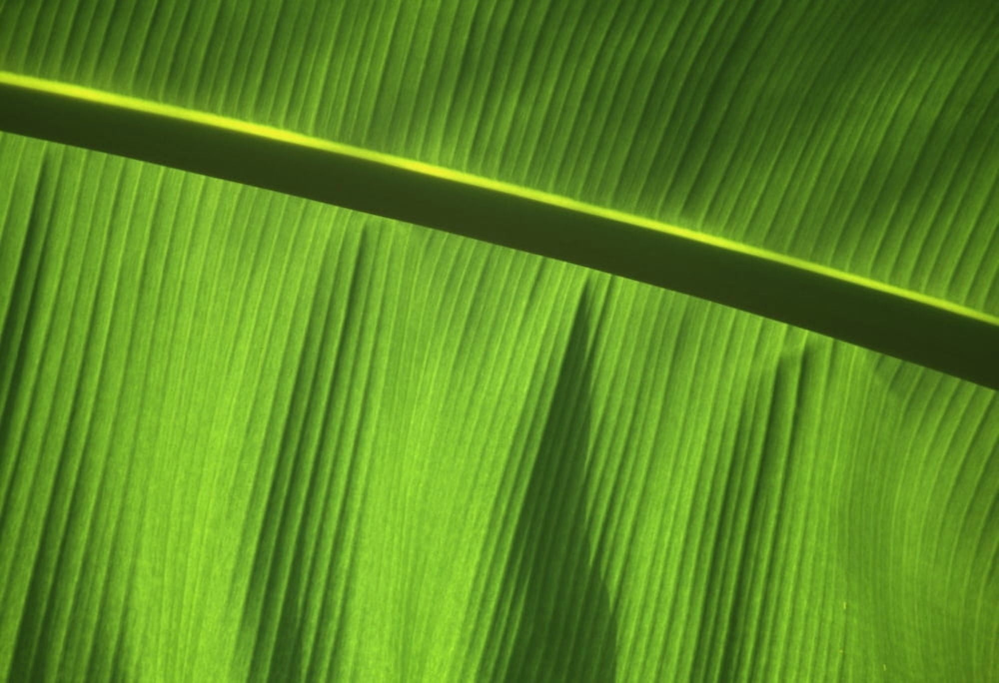 Green Leaf Close-Up Canvas Art - Marcus Peel Design Pics (36 x 24)