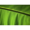 thumbnail image 1 of Green Leaf - Close-Up Poster Print - 36 x 24 - Large, 1 of 1