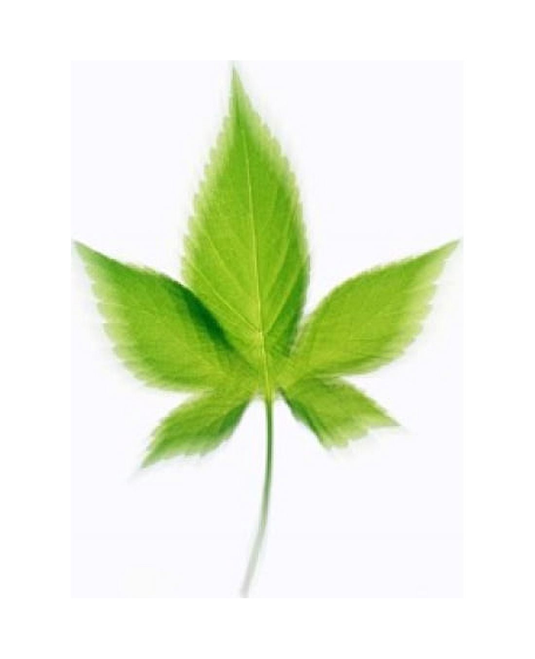 Green Leaf On Beige Background Canvas Art - Panoramic Images (14 x 16)