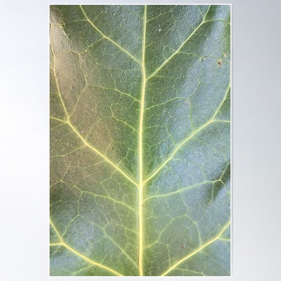 Green Leaf Texture: Natural Vein Detail Poster Wall Art, Modern Wall Decor For Living Room Bedroom, 8x12 UNFRAMED