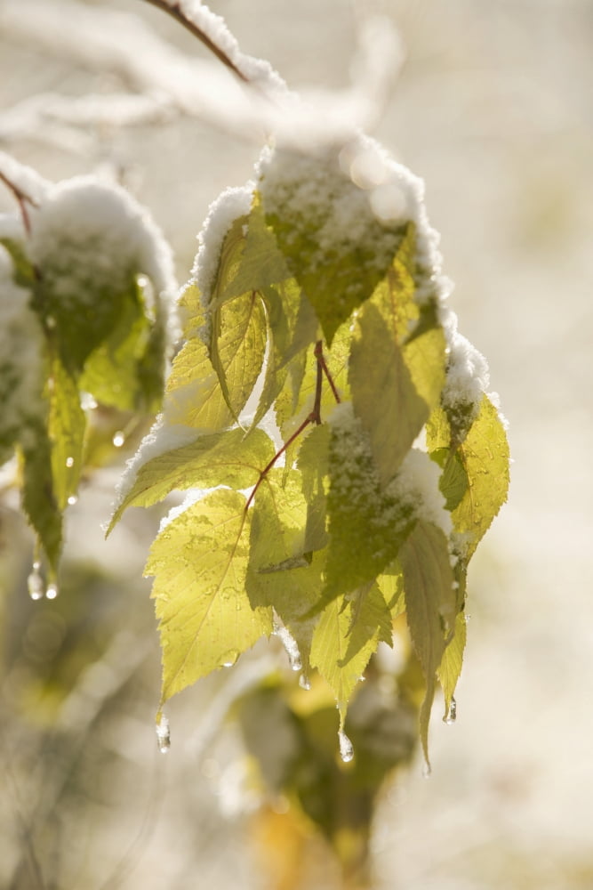 Green Leaves Covered With Snow And Ice Thunder Bay Ontario Canada Canvas Art - Susan Dykstra Design Pics (26 x 38)