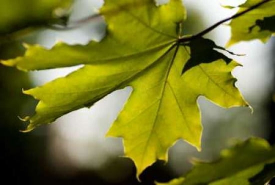 Green Leaves I Canvas Art - Beth Wold (24 x 36)
