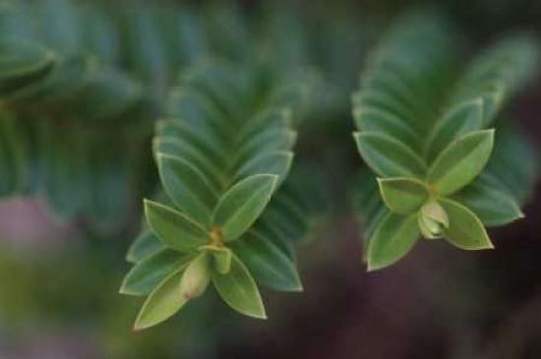 Green Leaves I Canvas Art - Erin Berzel (20 x 28)