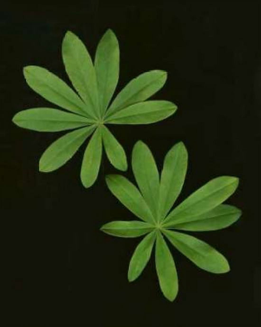 Green Leaves I Canvas Art - Vitaly Geyman (24 x 30)