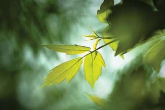 Green Leaves II Canvas Art - Beth Wold (12 x 18)