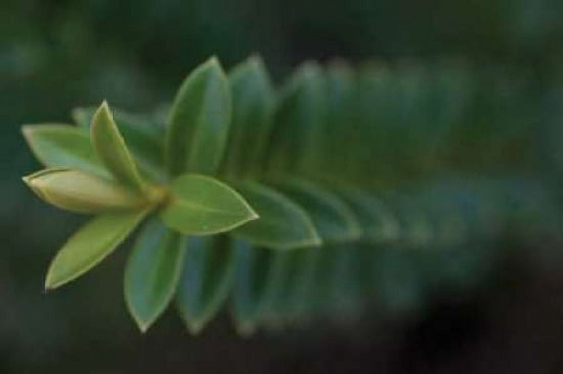 Green Leaves II Canvas Art - Erin Berzel (20 x 28)