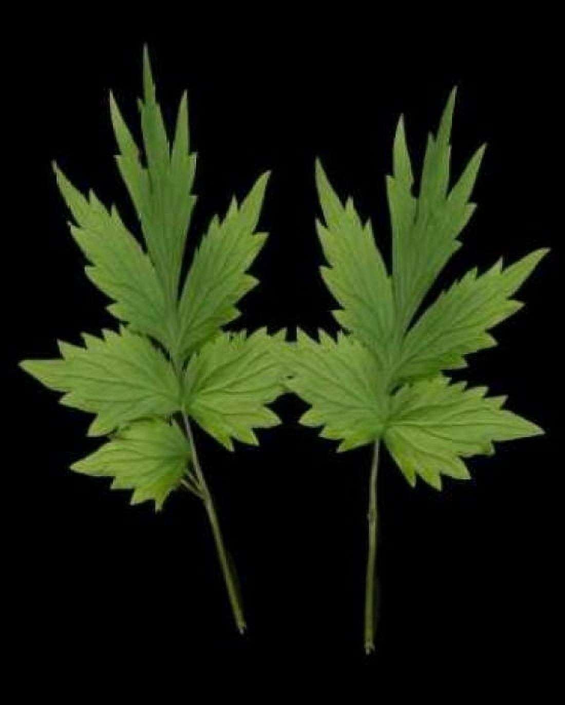 Green Leaves III Canvas Art - Vitaly Geyman (24 x 30)