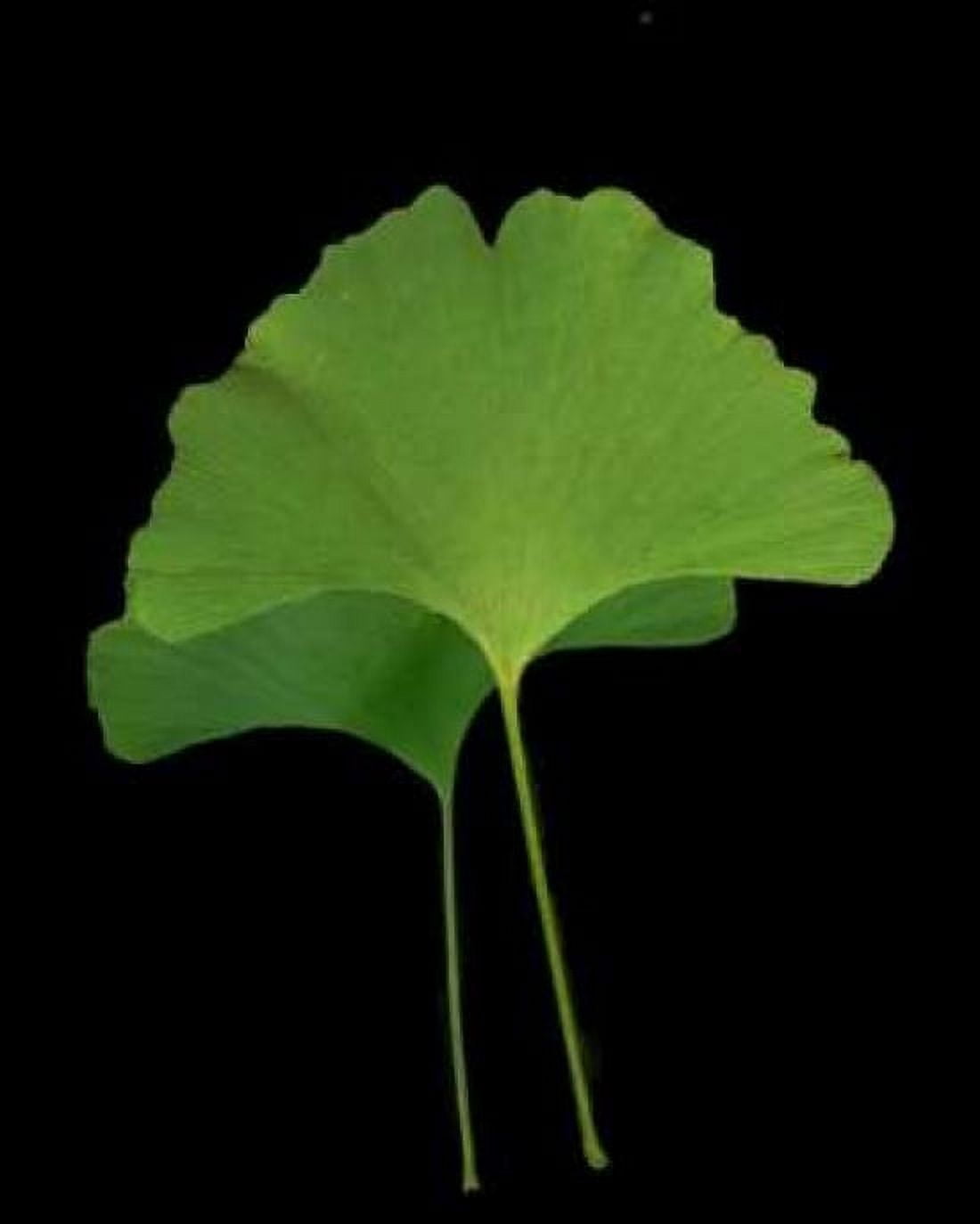 Green Leaves IV Canvas Art - Vitaly Geyman (24 x 30)