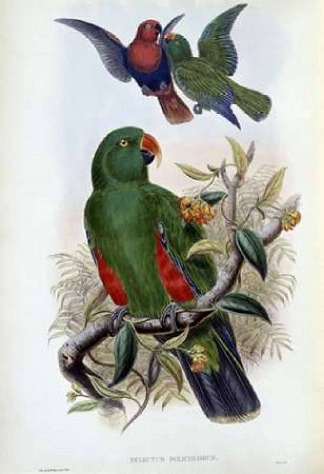 Green Lory Canvas Art - John Glover (20 x 28)