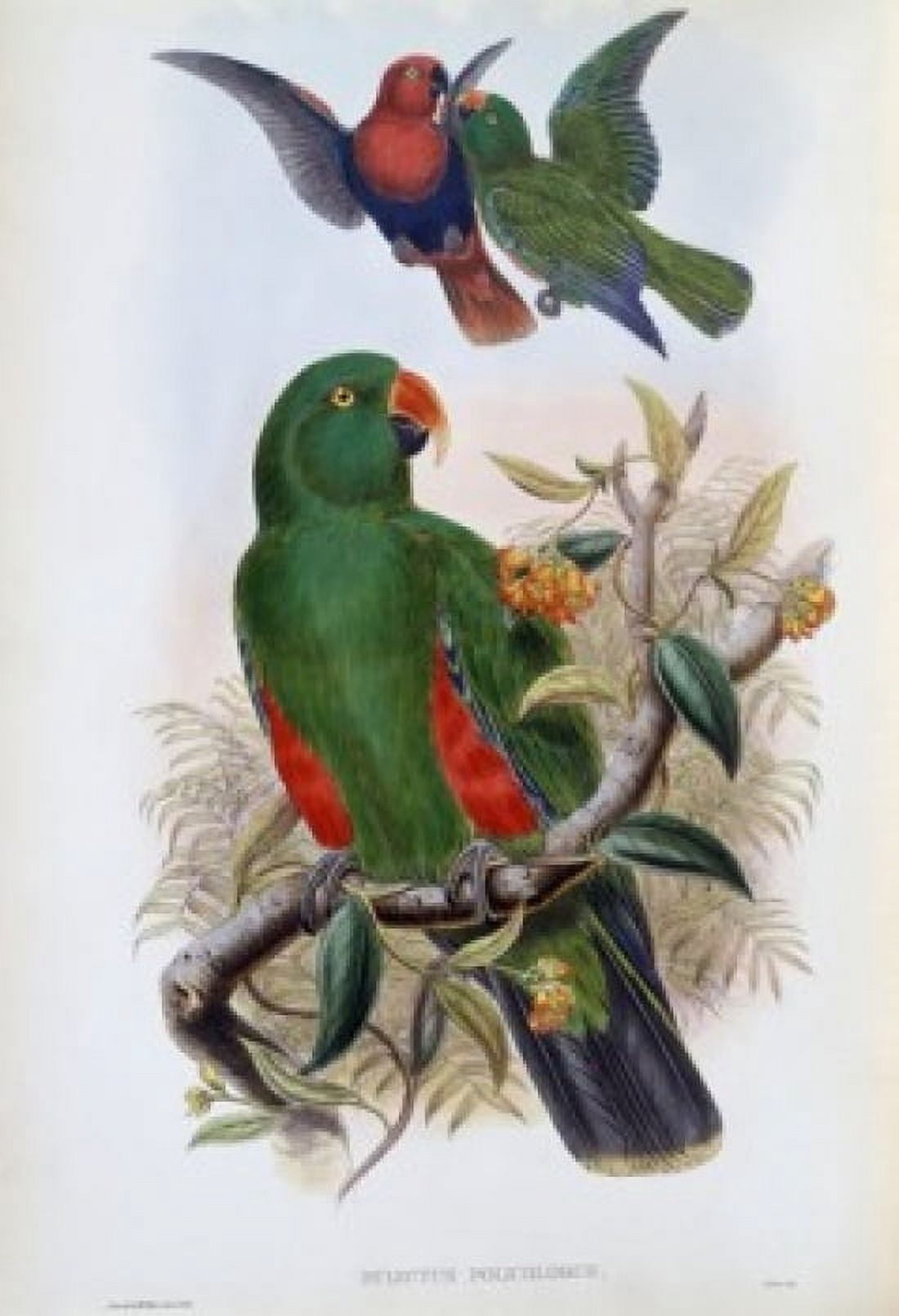 Green Lory John Gould (1804-1881 British) Canvas Art - John Gould (24 x 36)