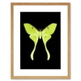 thumbnail image 1 of Green Luna Moth Art Print Framed Poster Wall Decor 9x7 inch, 1 of 5
