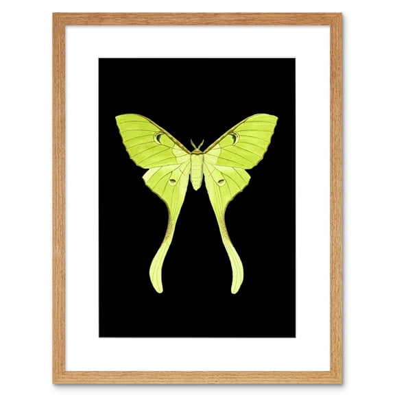 Green Luna Moth Art Print Framed Poster Wall Decor 9x7 inch