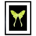 thumbnail image 1 of Green Luna Moth Art Print Framed Poster Wall Decor 9x7 inch, 1 of 5