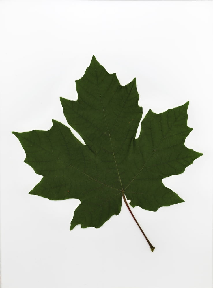 Green Maple Leaf Canvas Art - Deddeda Design Pics (24 x 32)