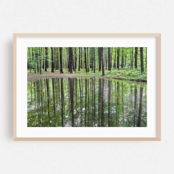 Green Mirror - Photography Forest Nature Woodland Woods Scenic Landscape Oak Framed Wall Art Print 24 x 36 inches