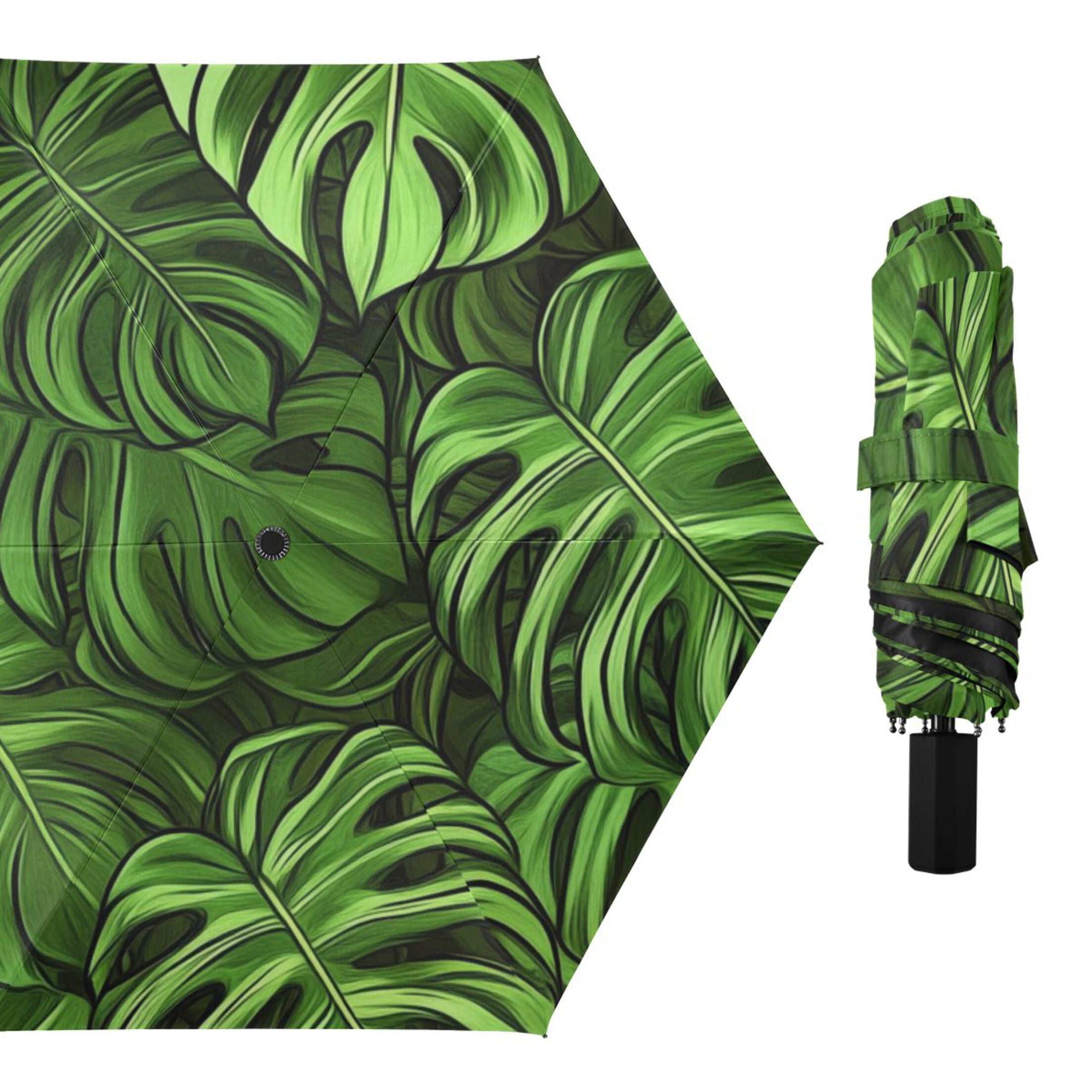 philodendron plants for sale Philodendron genevieveanum  Ecuagenera USA Corp