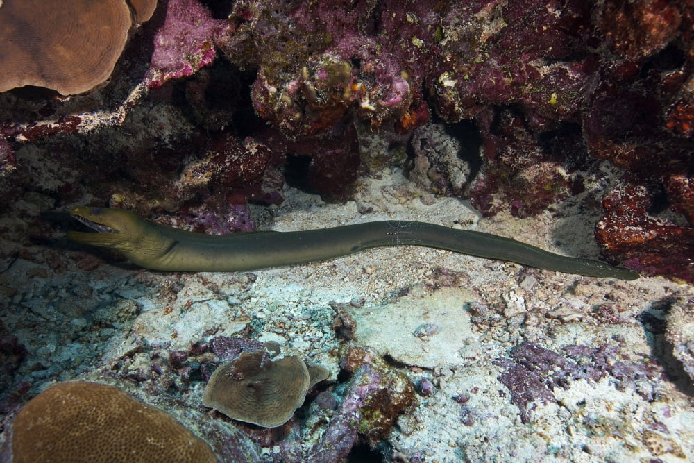 Green Moray getting cleaned by a Banded Cleaner Shrimp Canvas Art - Terry MooreStocktrek Images (18 x 12)