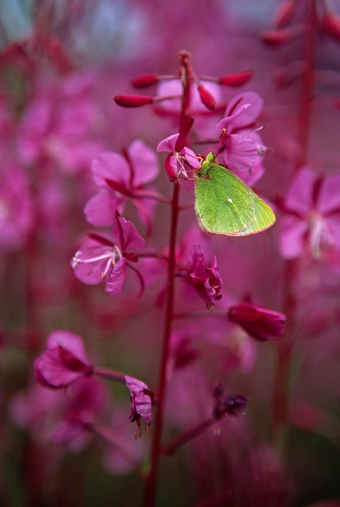 Green Moth On Fireweed Plant Yukon Canvas Art - Robert Postma Design Pics (24 x 34)