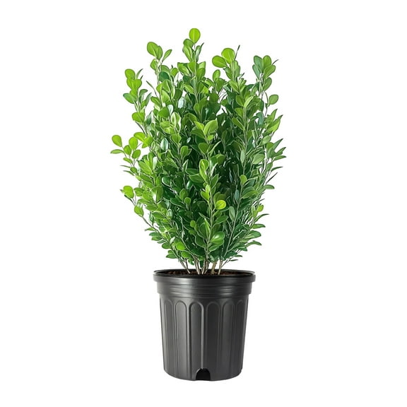 Green Mountain Boxwood  3 Live Gallon Size Plants  Elegant Pyramid-Shaped Evergreen, Ideal for Topiary & Landscaping, Cold-Hardy & Drought-Tolerant
