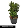 thumbnail image 1 of Direct Gardening Green Mountain Boxwood Broadleaf Evergreen Shrub, 3-Gallon Potted Plant, 1 of 6