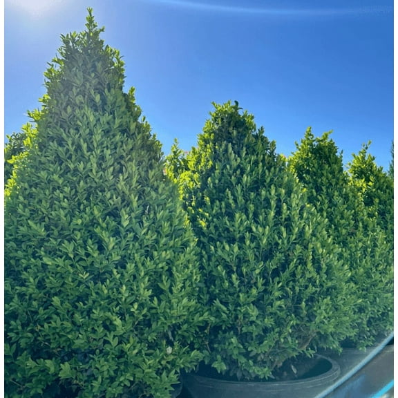 Green Mountain Boxwood Live for Planting, Elegant Pyramid-Shaped Evergreen Ideal for Topiary and Landscaping 6 to 12 Inch Tall in Quart Pot