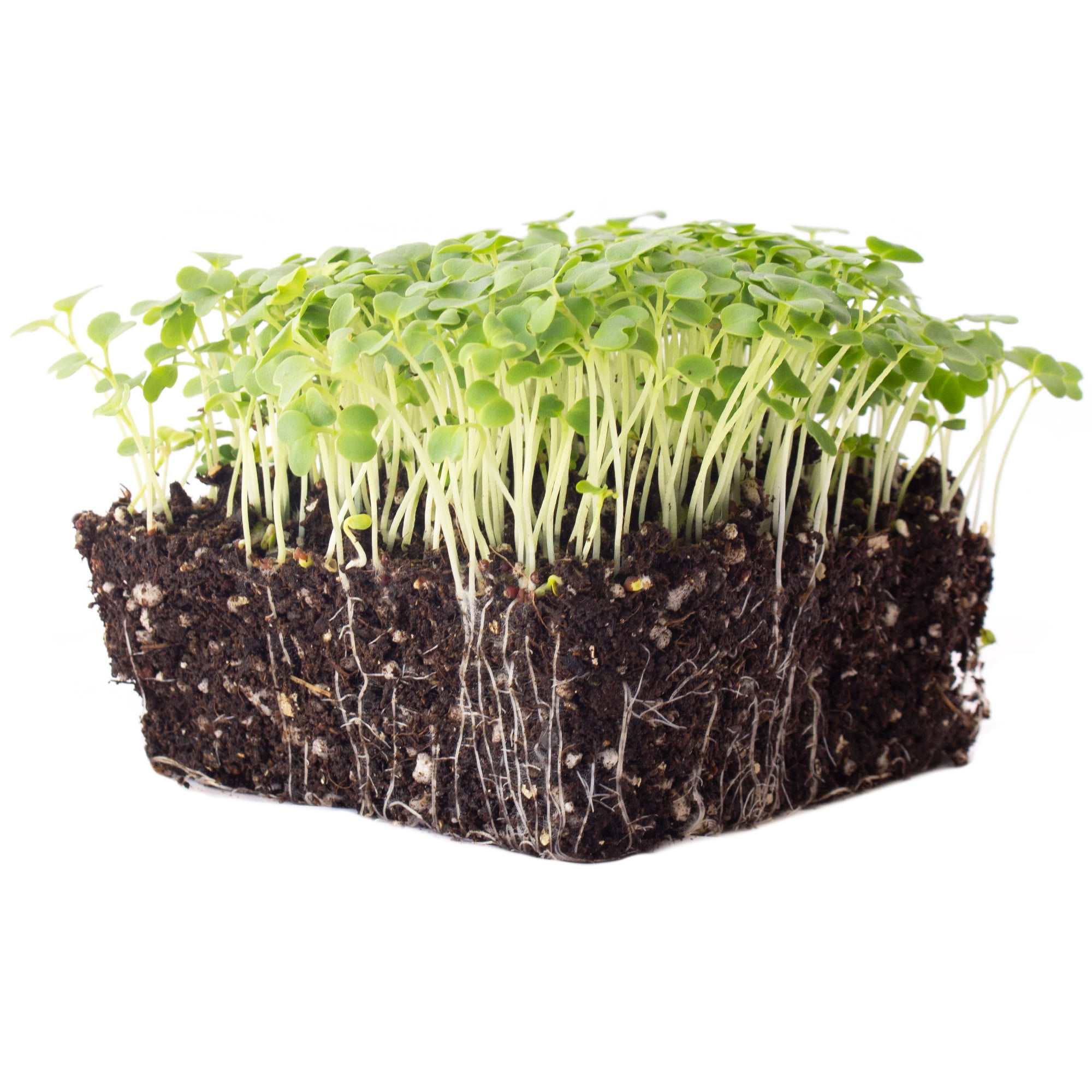 Green Mustard Microgreens Seeds - 5 Lb Bulk ~960,000 Seeds - Grow Non-GMO Micro Mustard Herb Greens - Premium Seeds - High Germination Rate