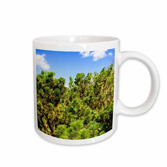 3drose, Green Needles of a Dwarf Pine Trees on a Sunny Day of Spring, 11oz Mug