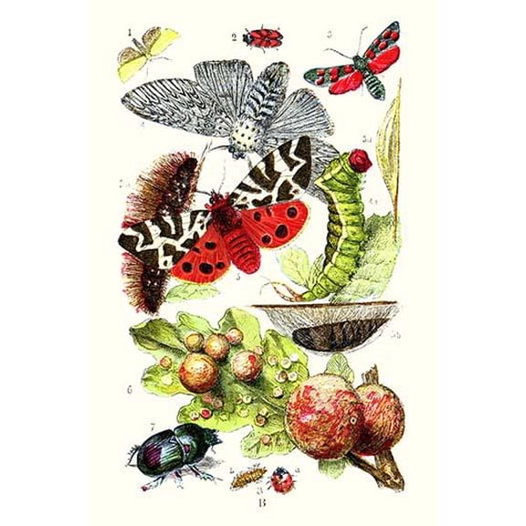 Green Oak Moth, Burnet Moth, Puss Moth, Tiger Moth, Ladybird beetle- Fine Art Canvas Print (20" x 30")