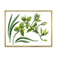 thumbnail image 1 of Green Orchid Flowers On White 20 in x 12 in Framed Painting Canvas Art Print, by Designart, 1 of 5