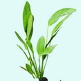 thumbnail image 1 of Green Ozelot (Echinodorus) Medium Live Aquarium Plants, 1 of 3