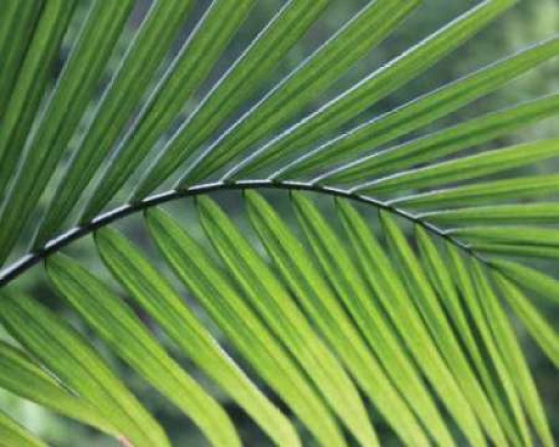 Green Palm I Canvas Art - Scott Larson (20 x 24)