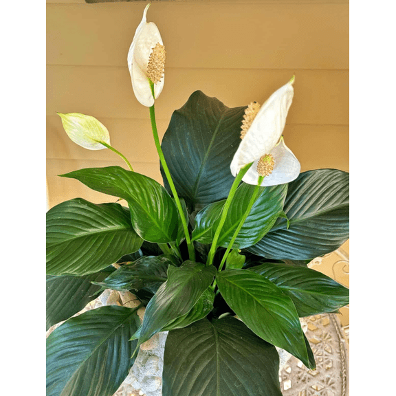 Green Peace Lily Live Indoor Plant, 47 Inch Tall Well-Rooted Houseplant, White Flowering Spathiphyllum, Easy Care Home Office Decorative Potted Plant