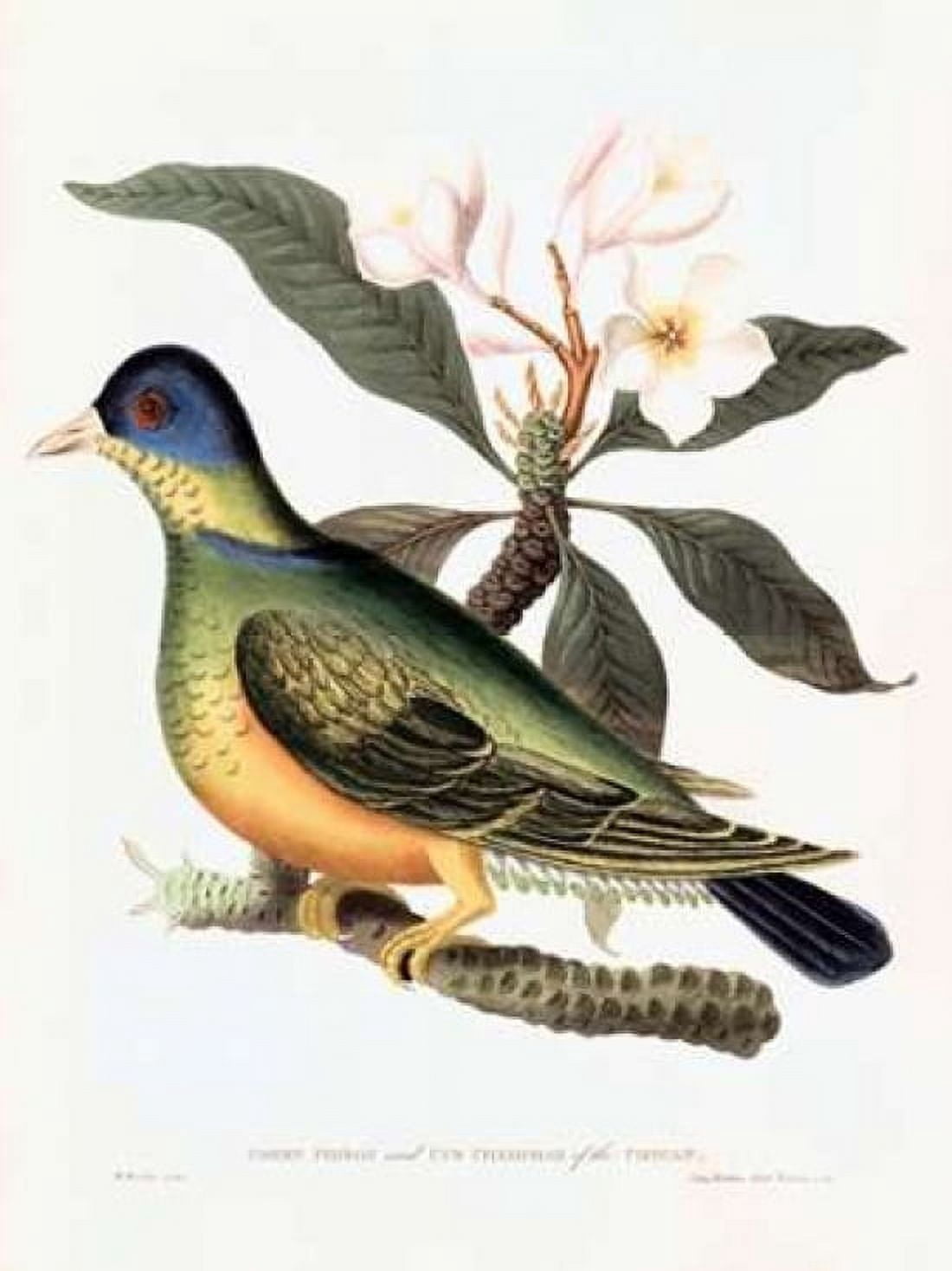 Green Pigeon Canvas Art - William Hooker (22 x 28)