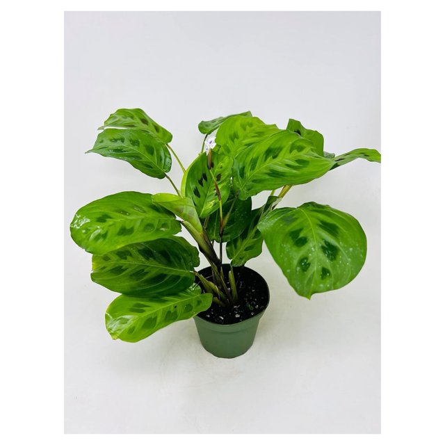 Green Prayer Plant Maranta Easy to Grow 4" Pot