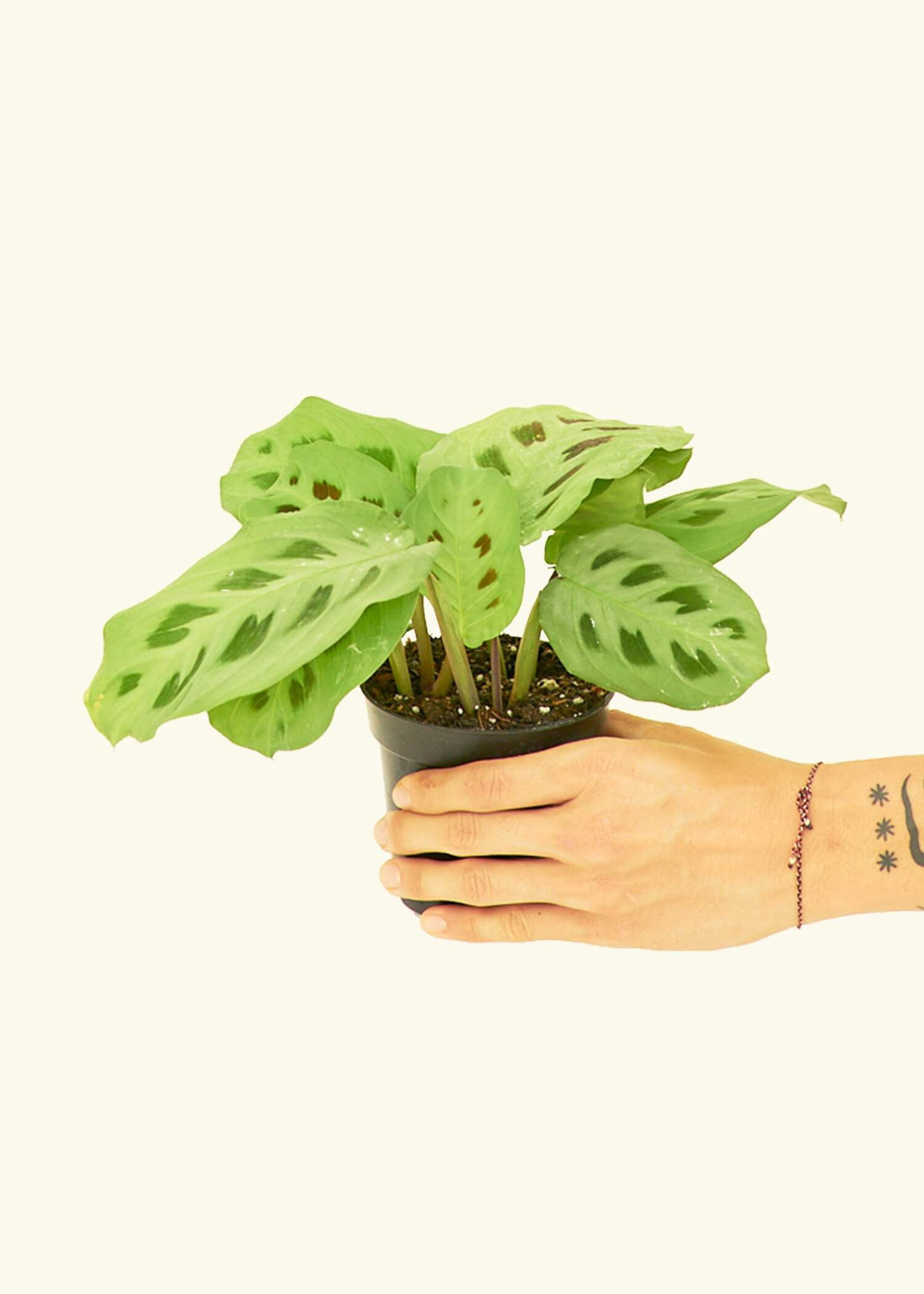 Rooted Prayer Plant