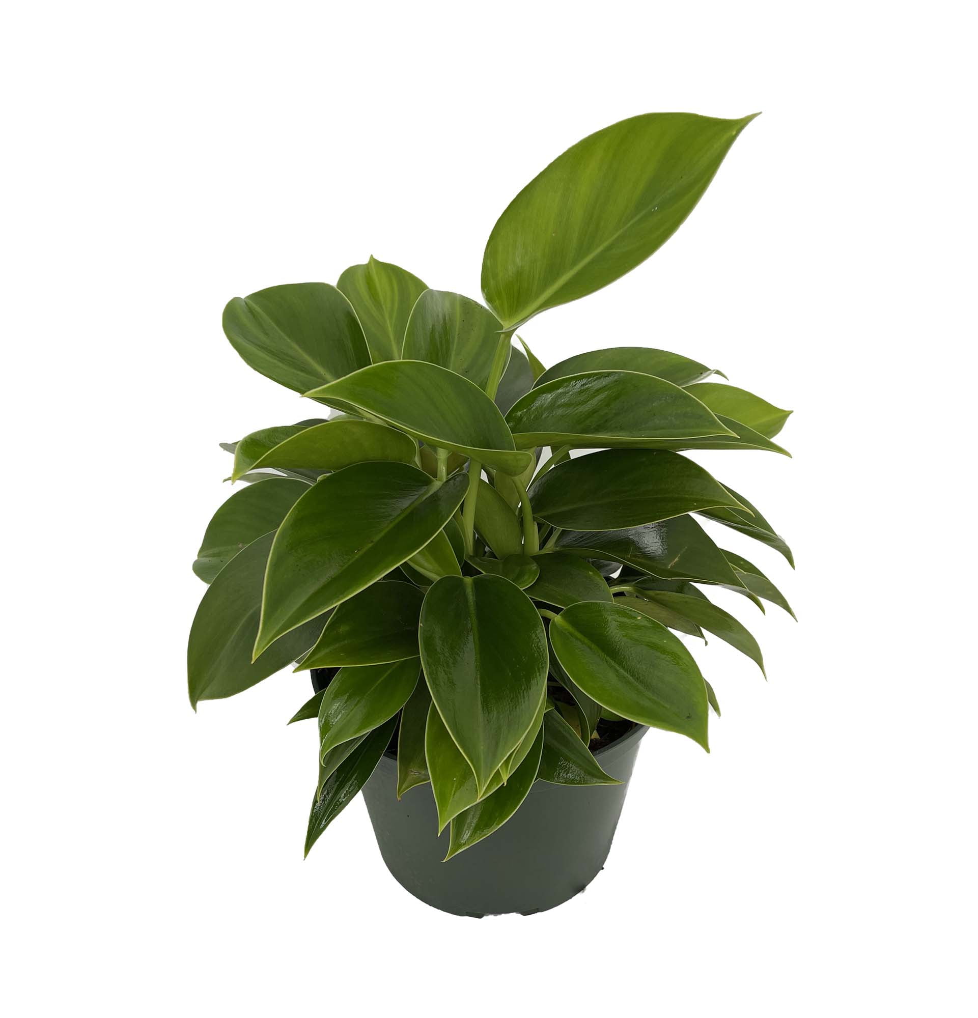 Green Princess Philodendron - 6" Pot - Collector's Series - Walmart.com