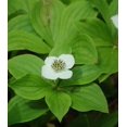 thumbnail image 1 of Bunchberry - Cornus canadensis | 1 Gallon Size Container | White Flowers | Green Promise Farms, 1 of 4