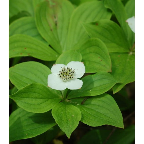 Bunchberry - Cornus canadensis | 1 Gallon Size Container | White Flowers | Green Promise Farms