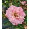 thumbnail image 1 of Green Promise Farm Blushing Drift® Rose, 1 of 2