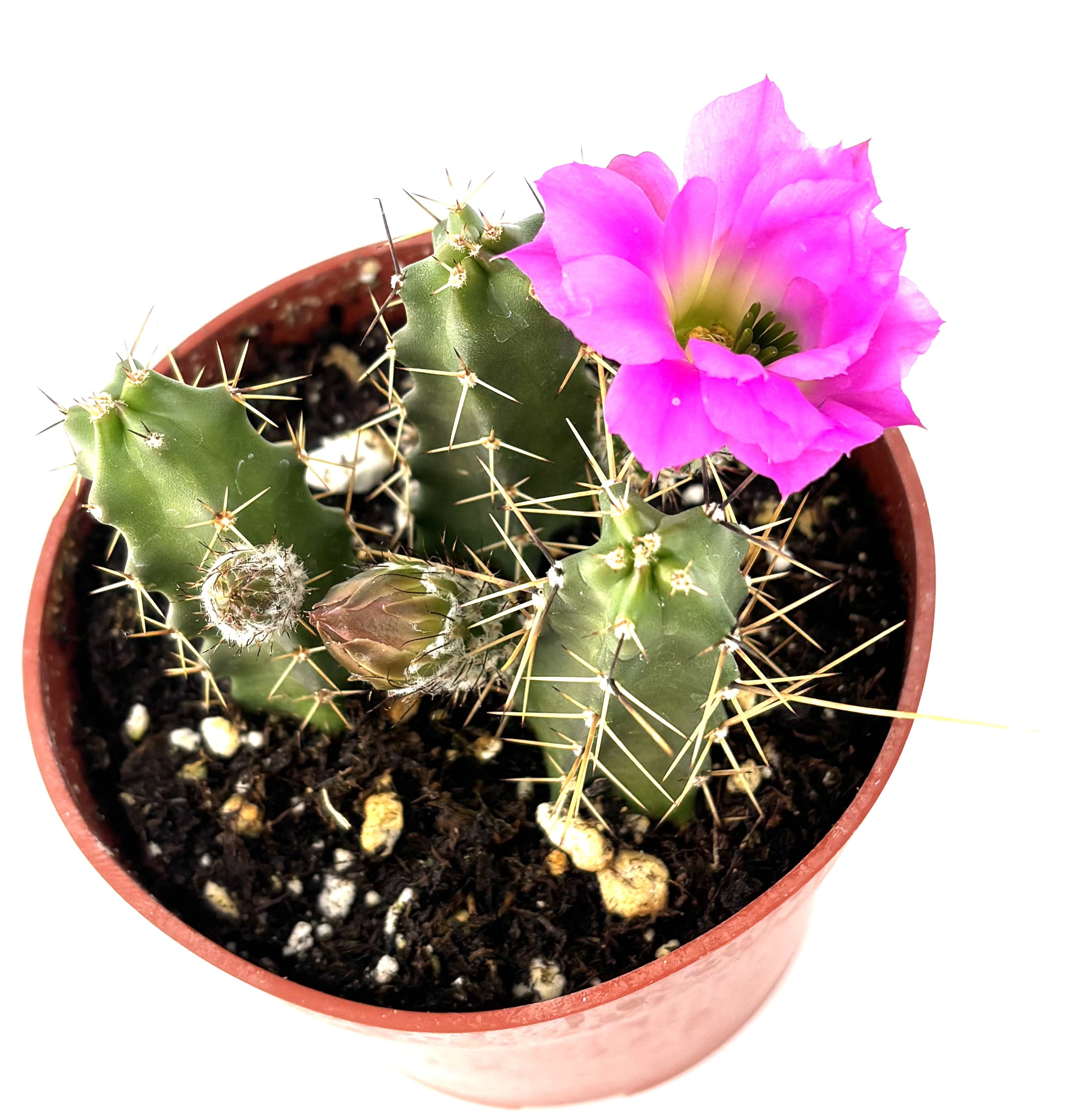 Green, Purple Lady Finger Cactus Echinocereus Pentalophus Live Plants in  4in Pot, Excellent for Hanging Baskets - Walmart.com