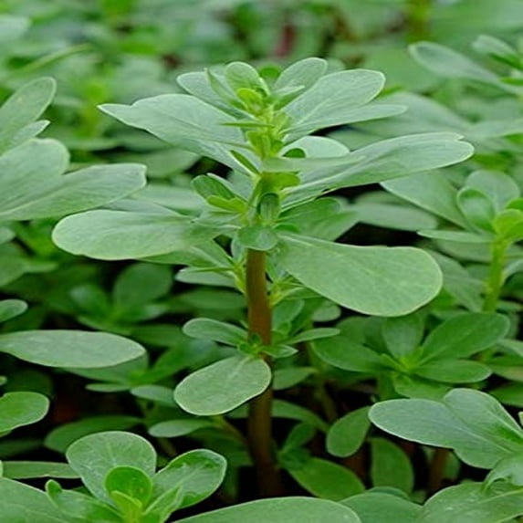 Green Purslane Seeds - 200 Count Seed Pack - Non-GMO - A Leafy Vegetable with a Slightly Sour and Salty Taste. - Country Creek LLC