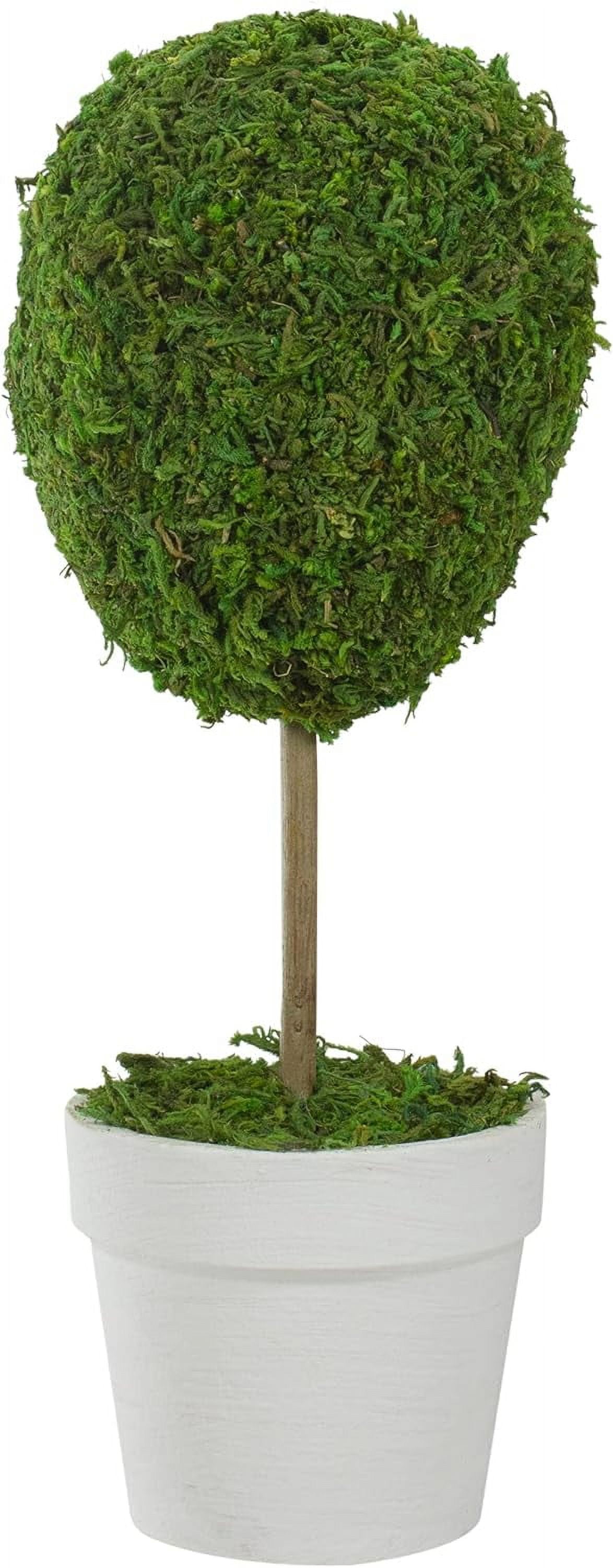 Elegant Outdoor Reindeer Moss Topiary in White Pot, 14" High